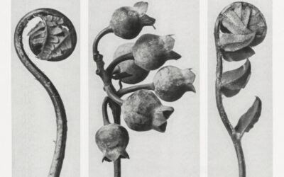 A Transpiração da Imanência