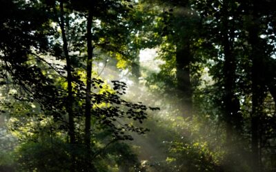 Trabalhar com as Emoções como Sucessão Ecológica