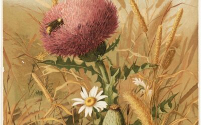 Metamorfose e a Voz da Terra